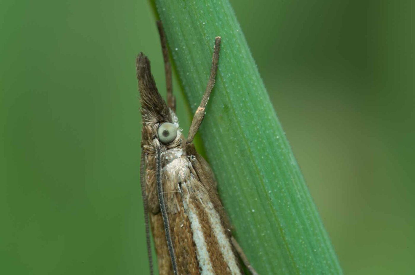 2020-05-07 - NSG Hürfeldhalde Dorsten