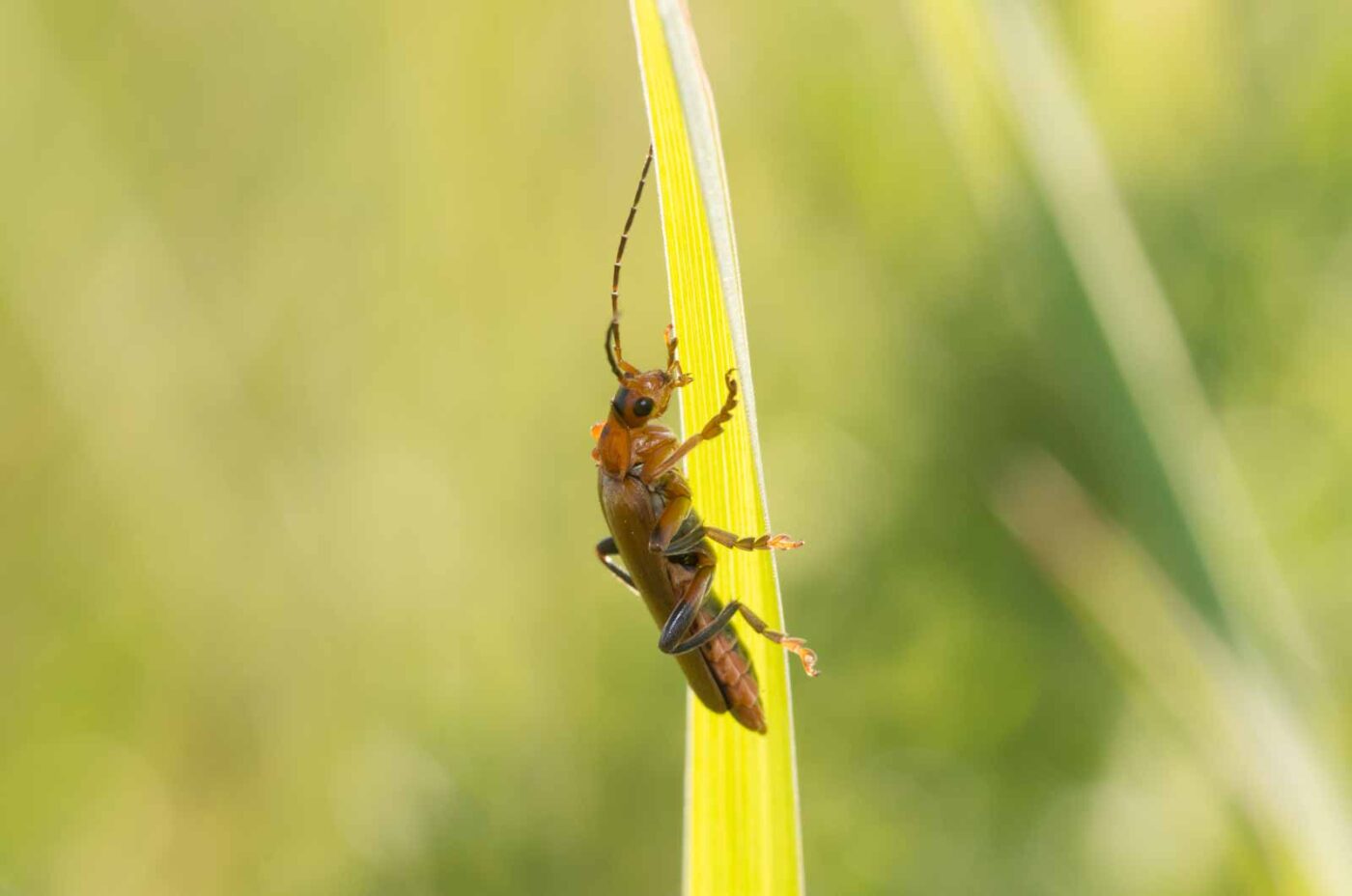 2020-05-07 - NSG Hürfeldhalde Dorsten
