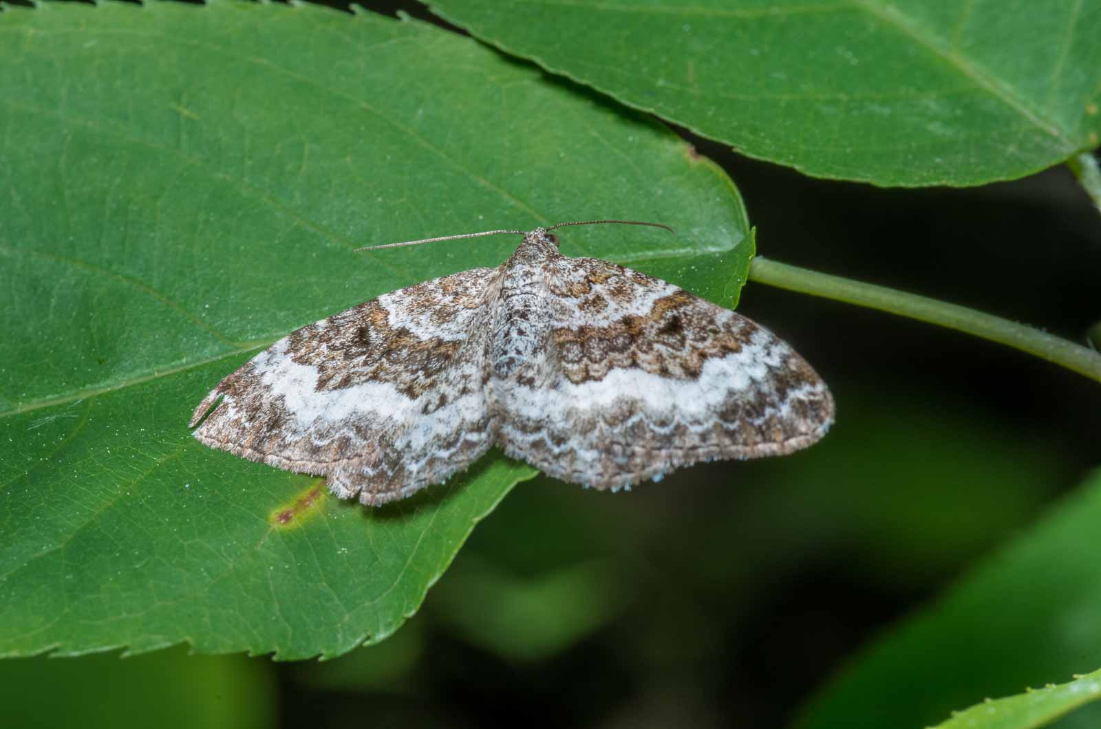 °nadelgehölz-blütenspanner°