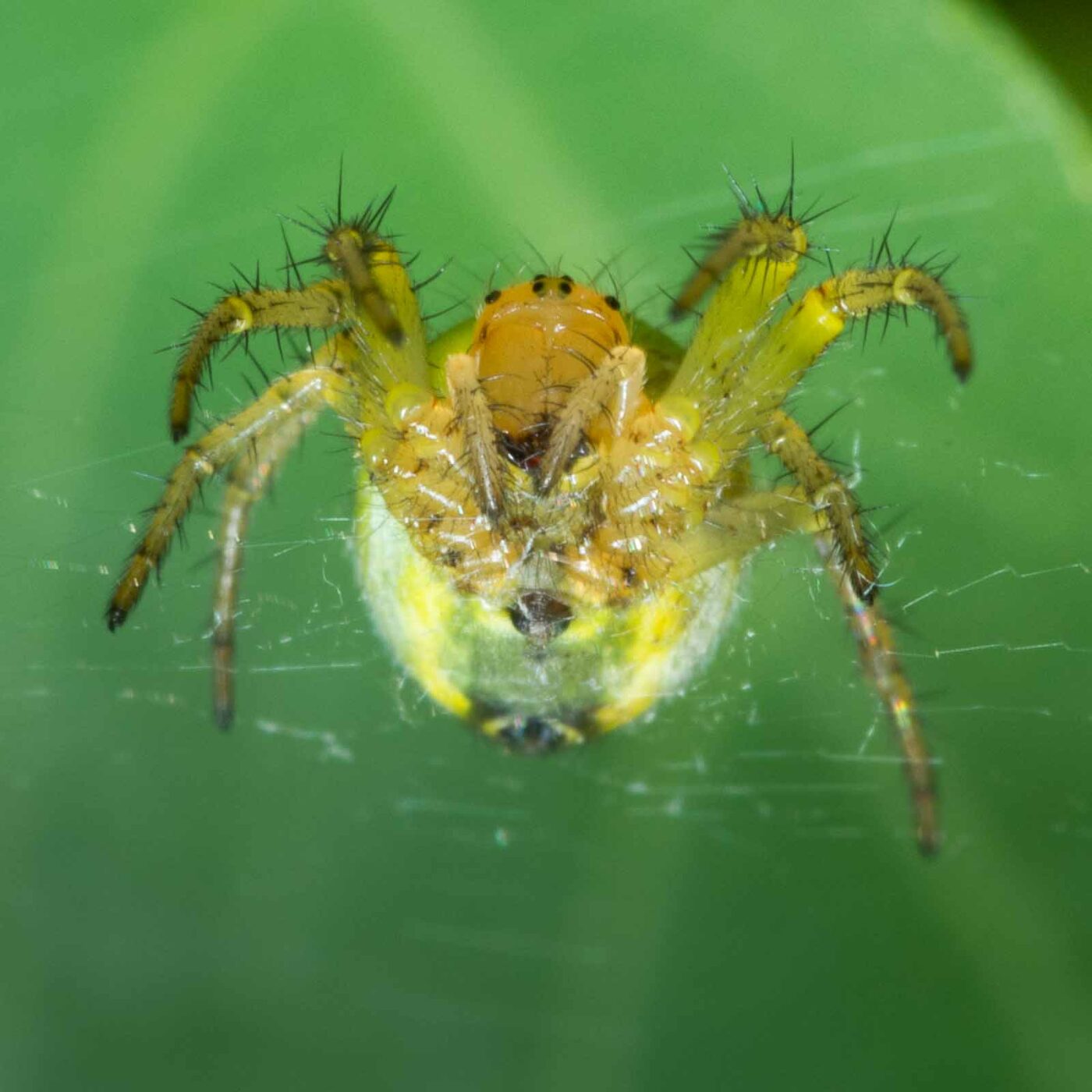 2020-05-07 - NSG Hürfeldhalde Dorsten