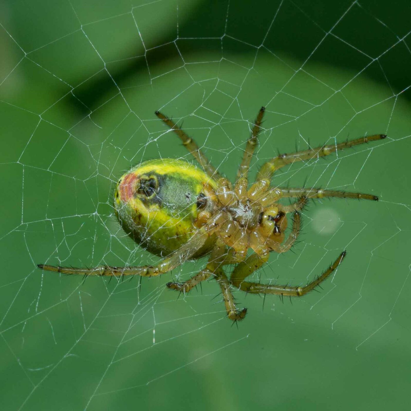 2020-05-07 - NSG Hürfeldhalde Dorsten