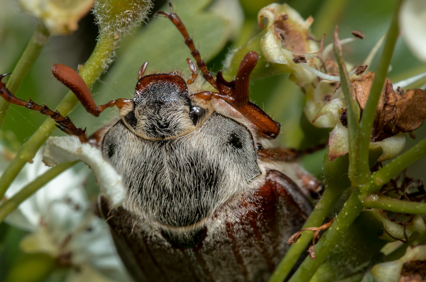 2020-05-07 - NSG Hürfeldhalde Dorsten