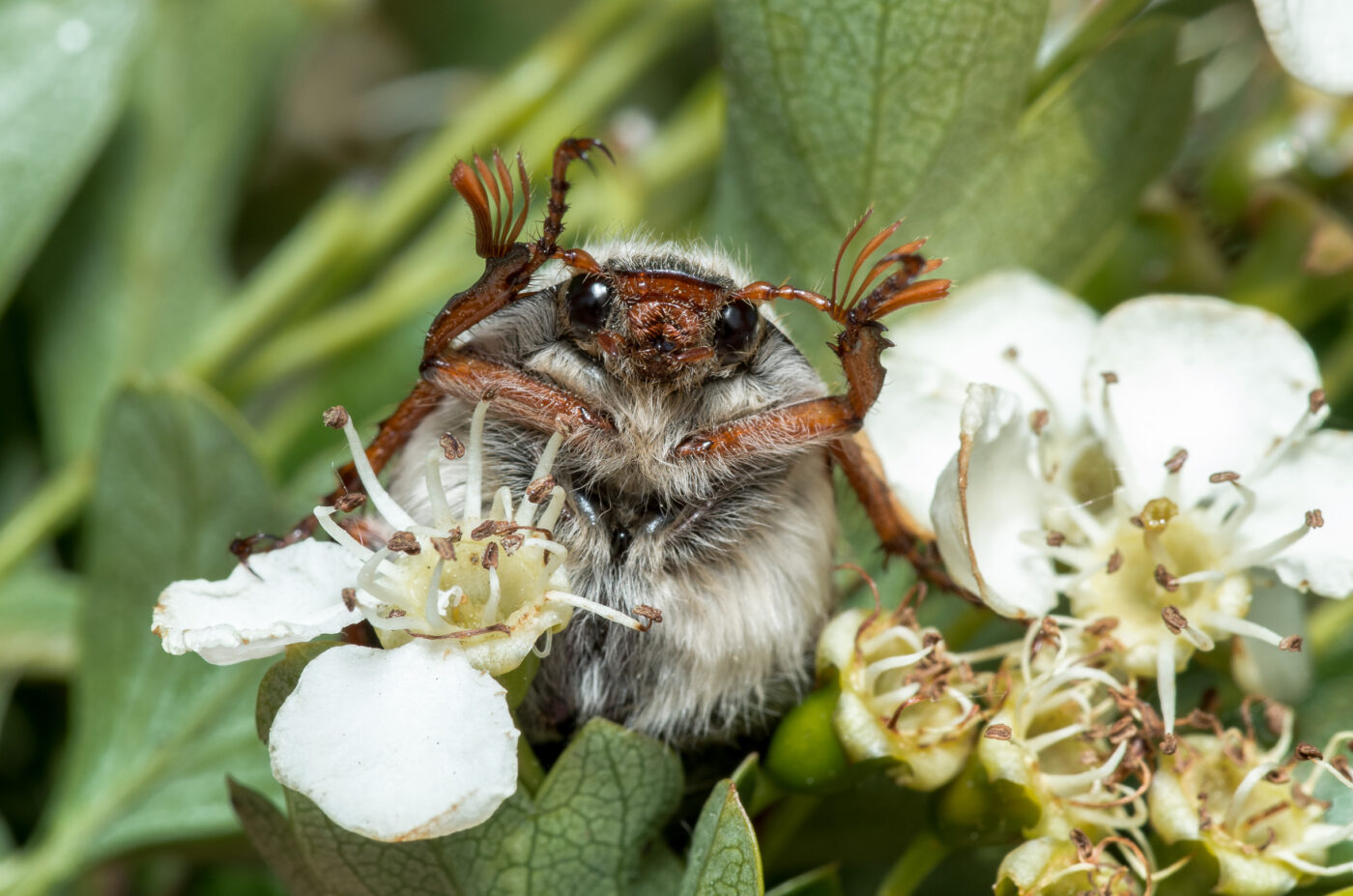 2020-05-07 - NSG Hürfeldhalde Dorsten