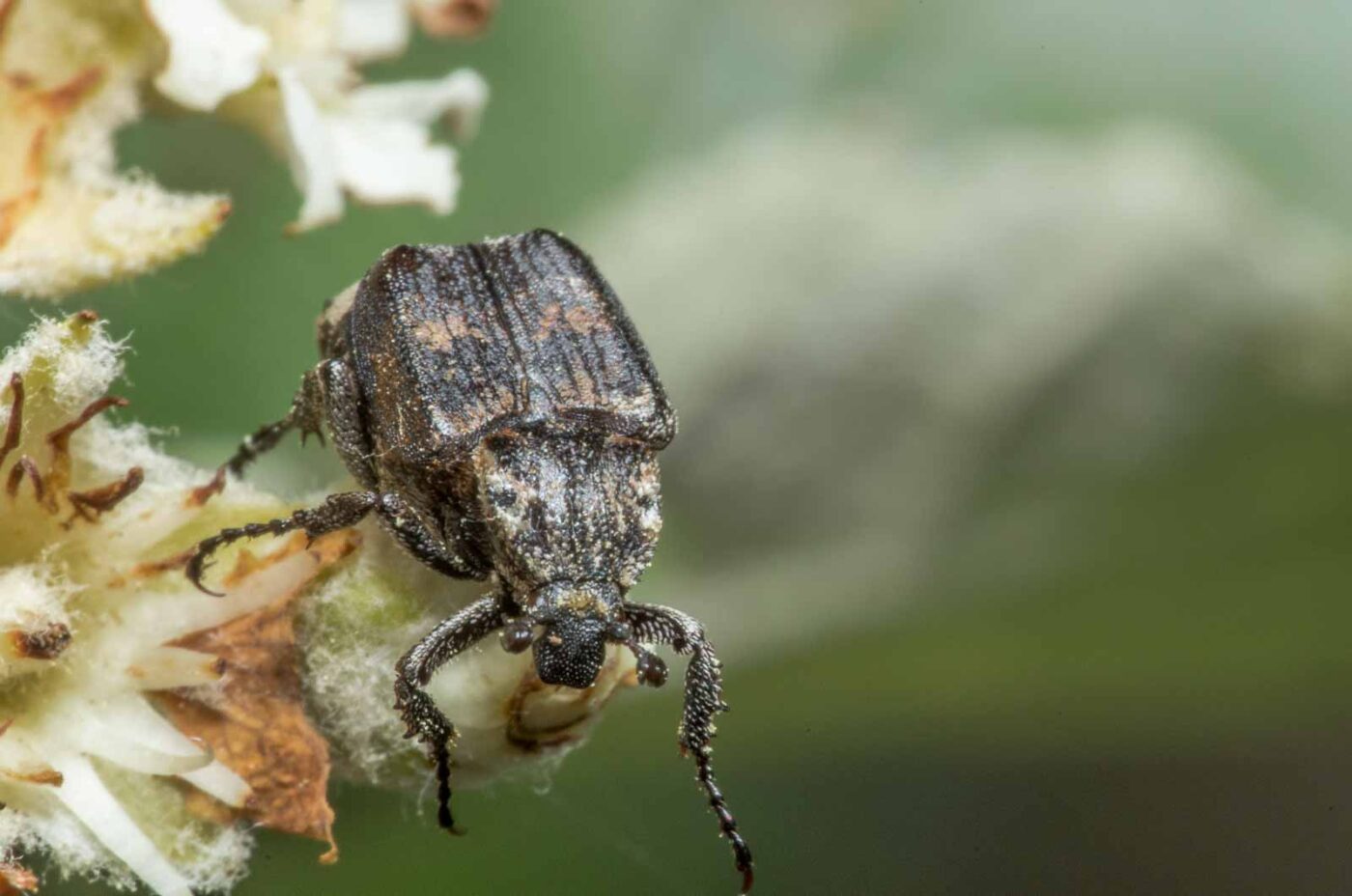 2020-05-07 - NSG Hürfeldhalde Dorsten