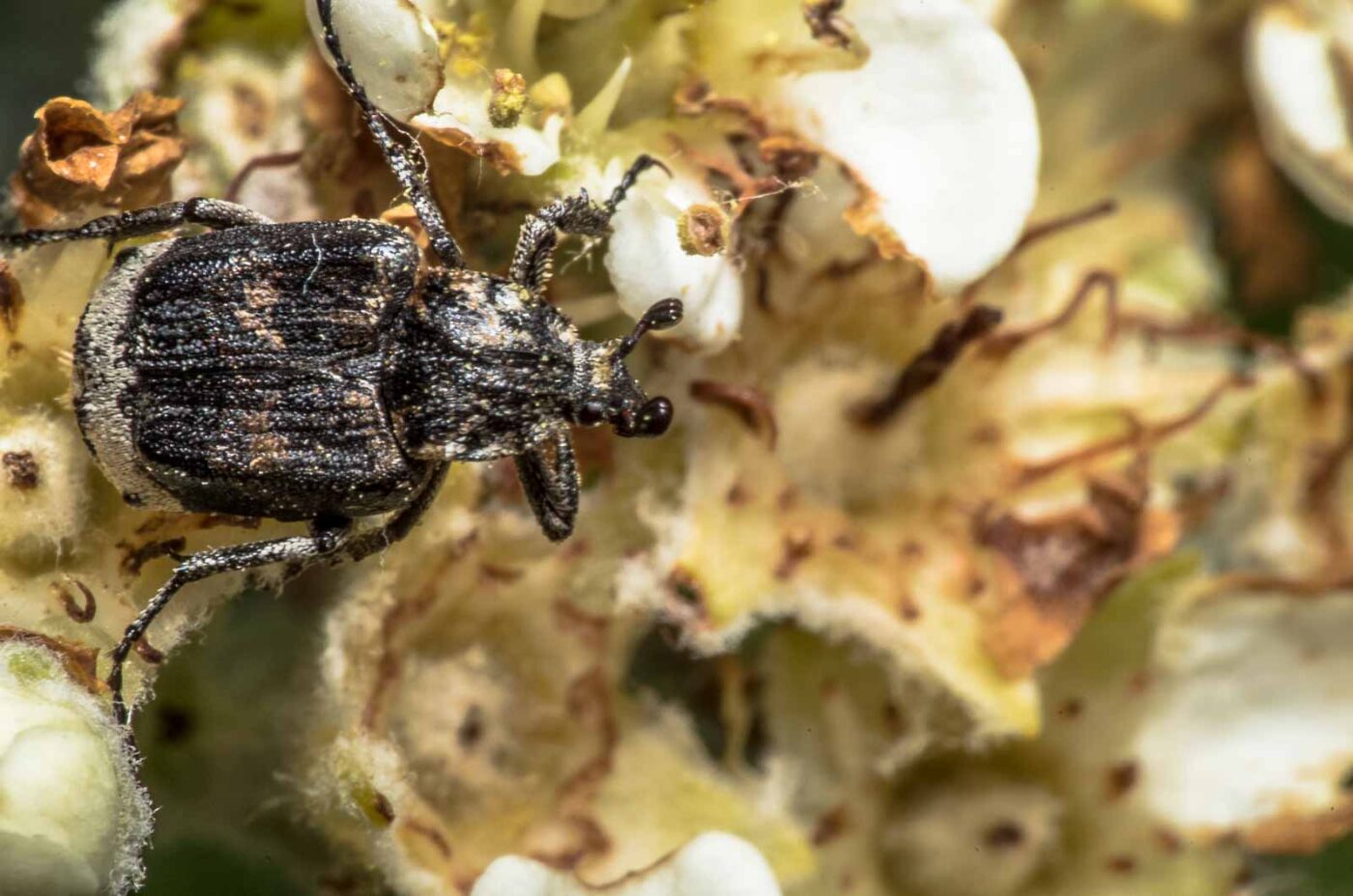 2020-05-07 - NSG Hürfeldhalde Dorsten