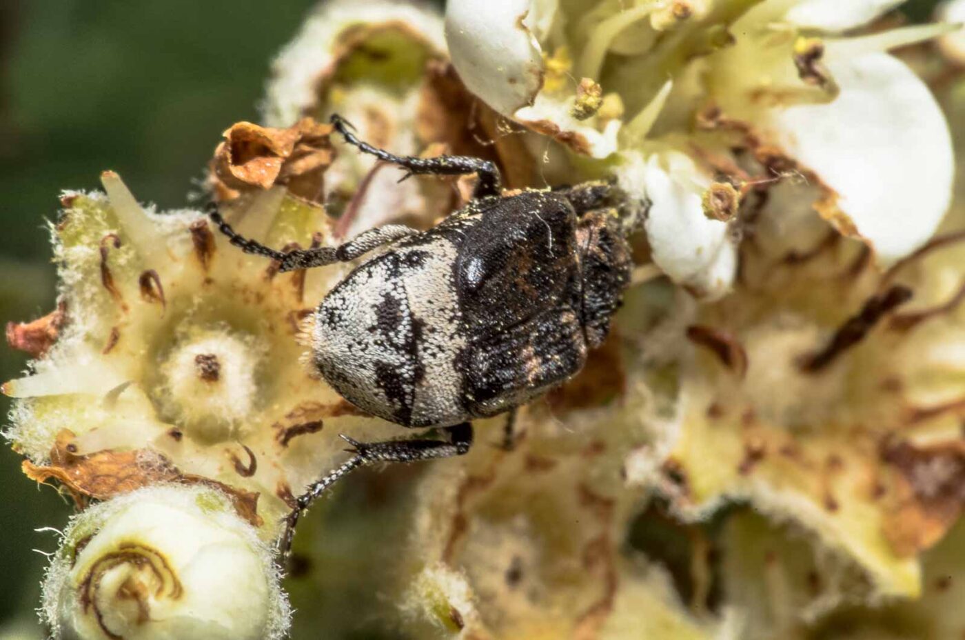 2020-05-07 - NSG Hürfeldhalde Dorsten