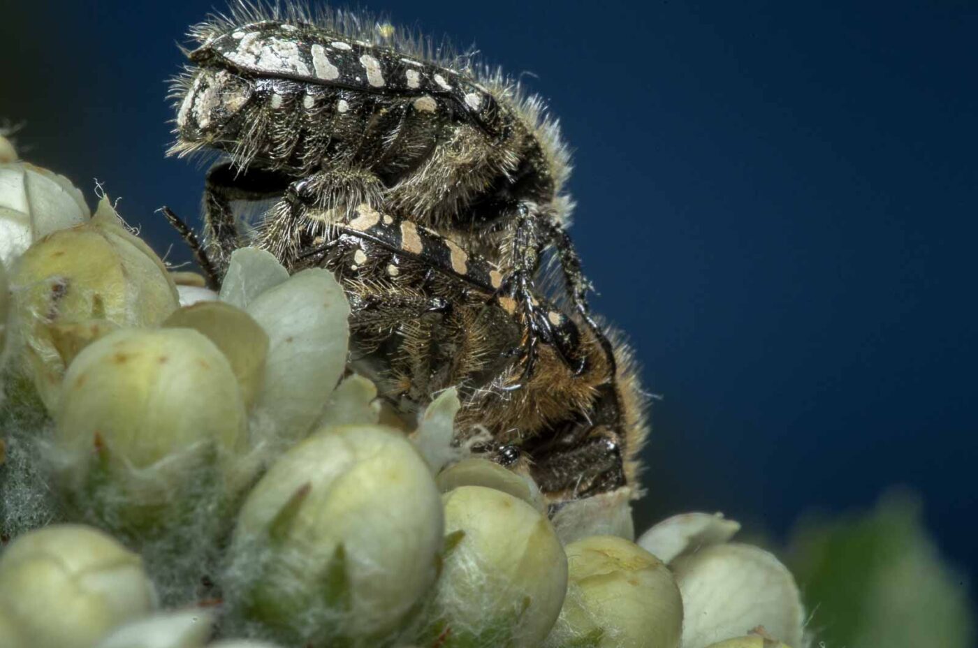 2020-05-07 - NSG Hürfeldhalde Dorsten