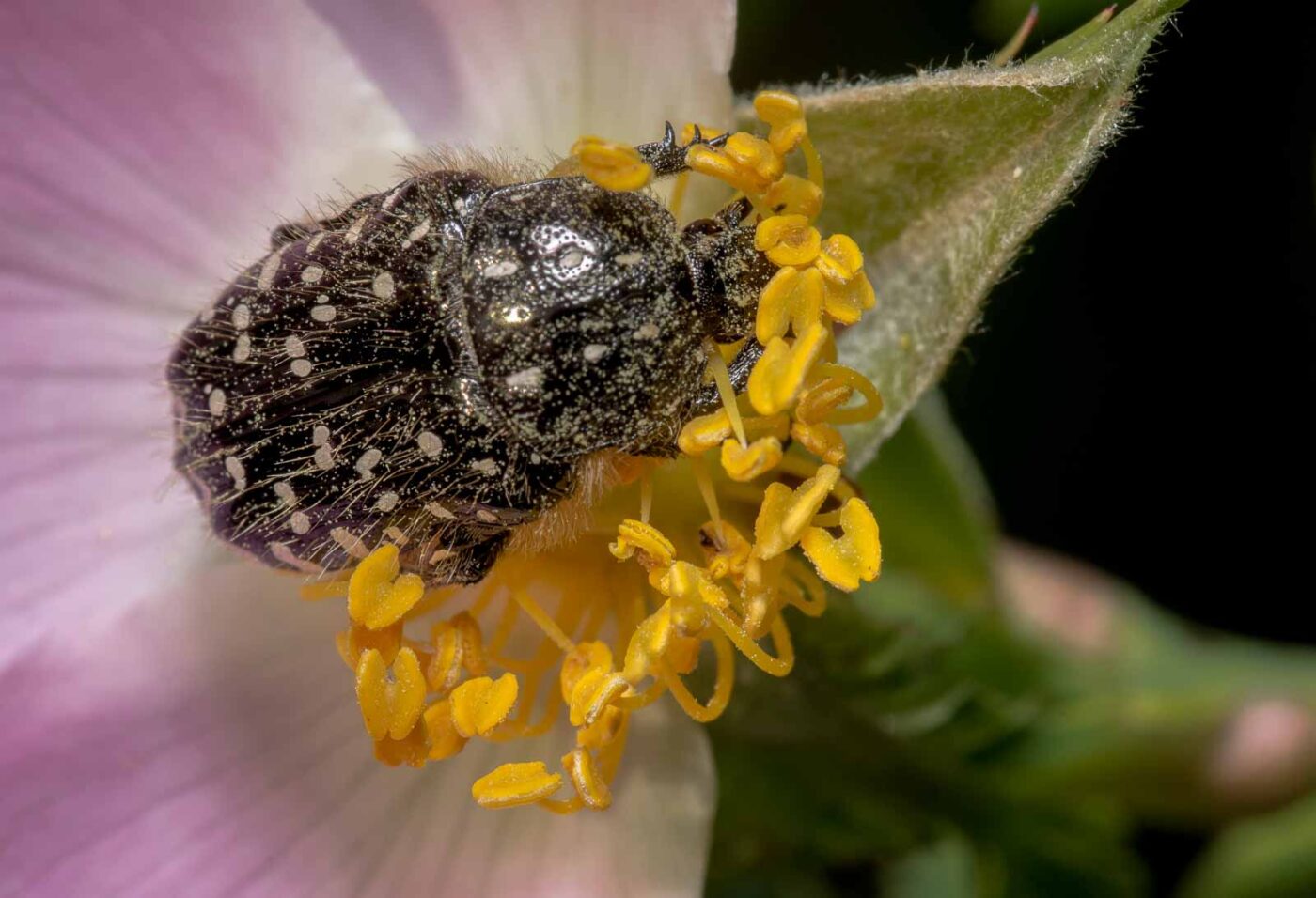 2020-05-07 - NSG Hürfeldhalde Dorsten