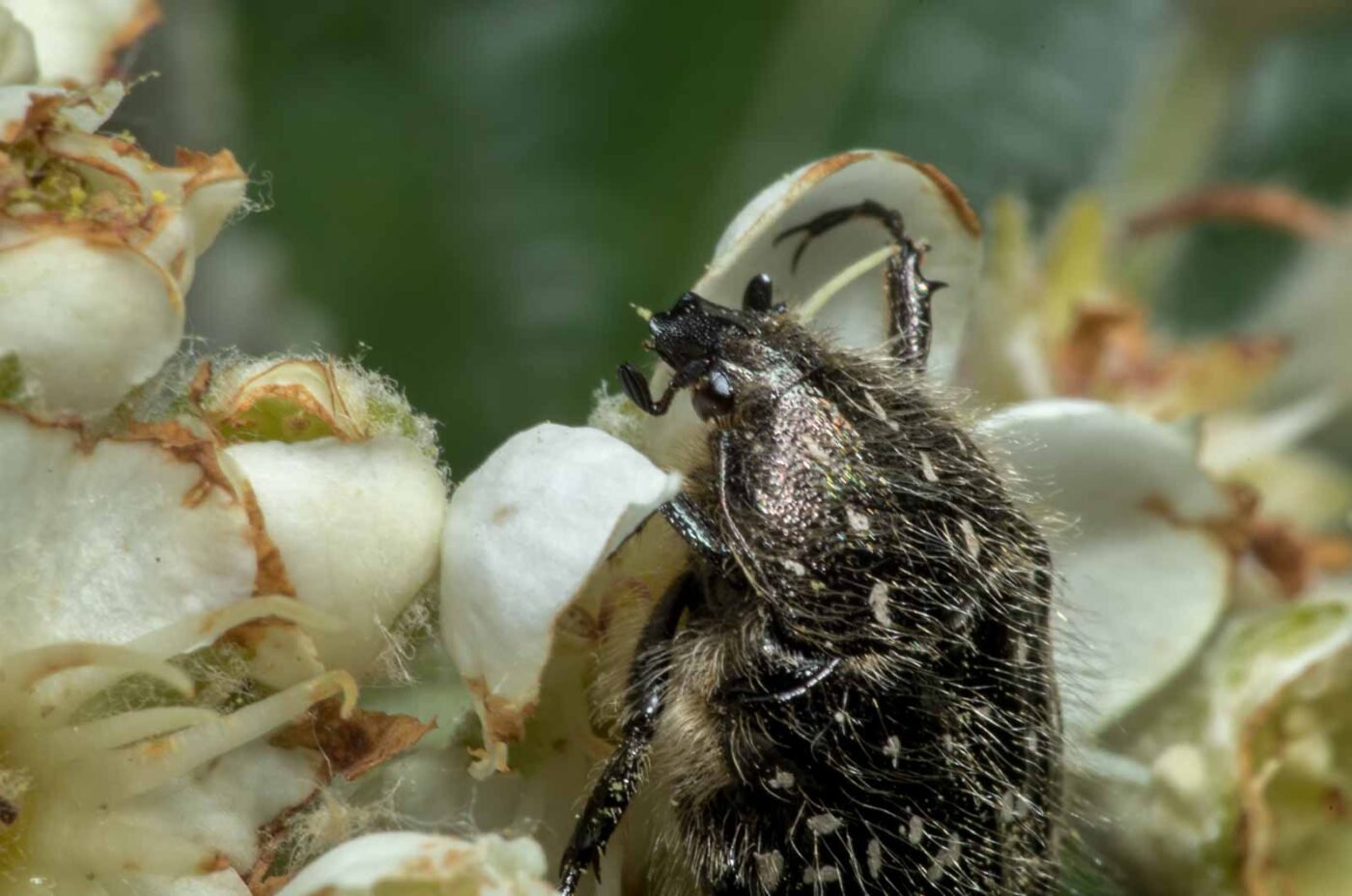 2020-05-07 - NSG Hürfeldhalde Dorsten