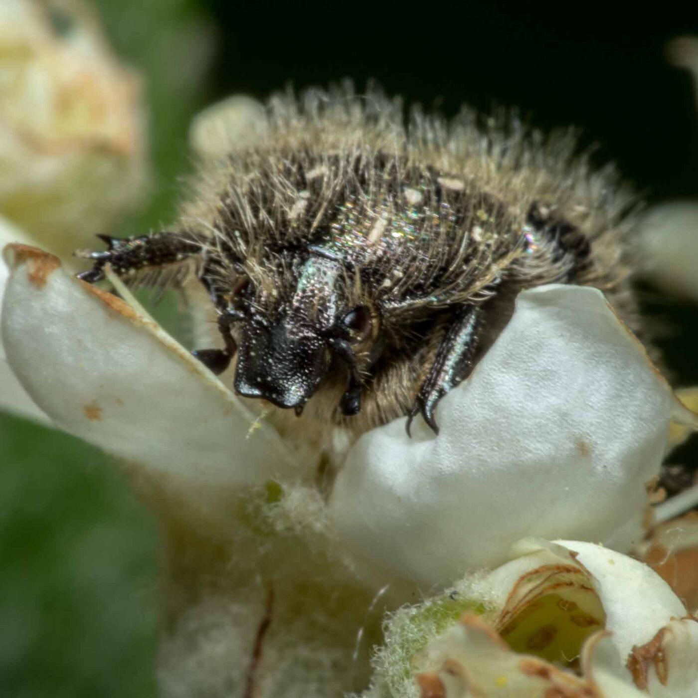 2020-05-07 - NSG Hürfeldhalde Dorsten