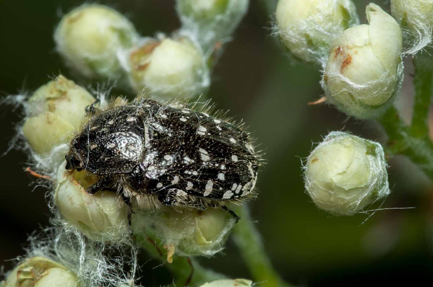 2020-05-07 - NSG Hürfeldhalde Dorsten