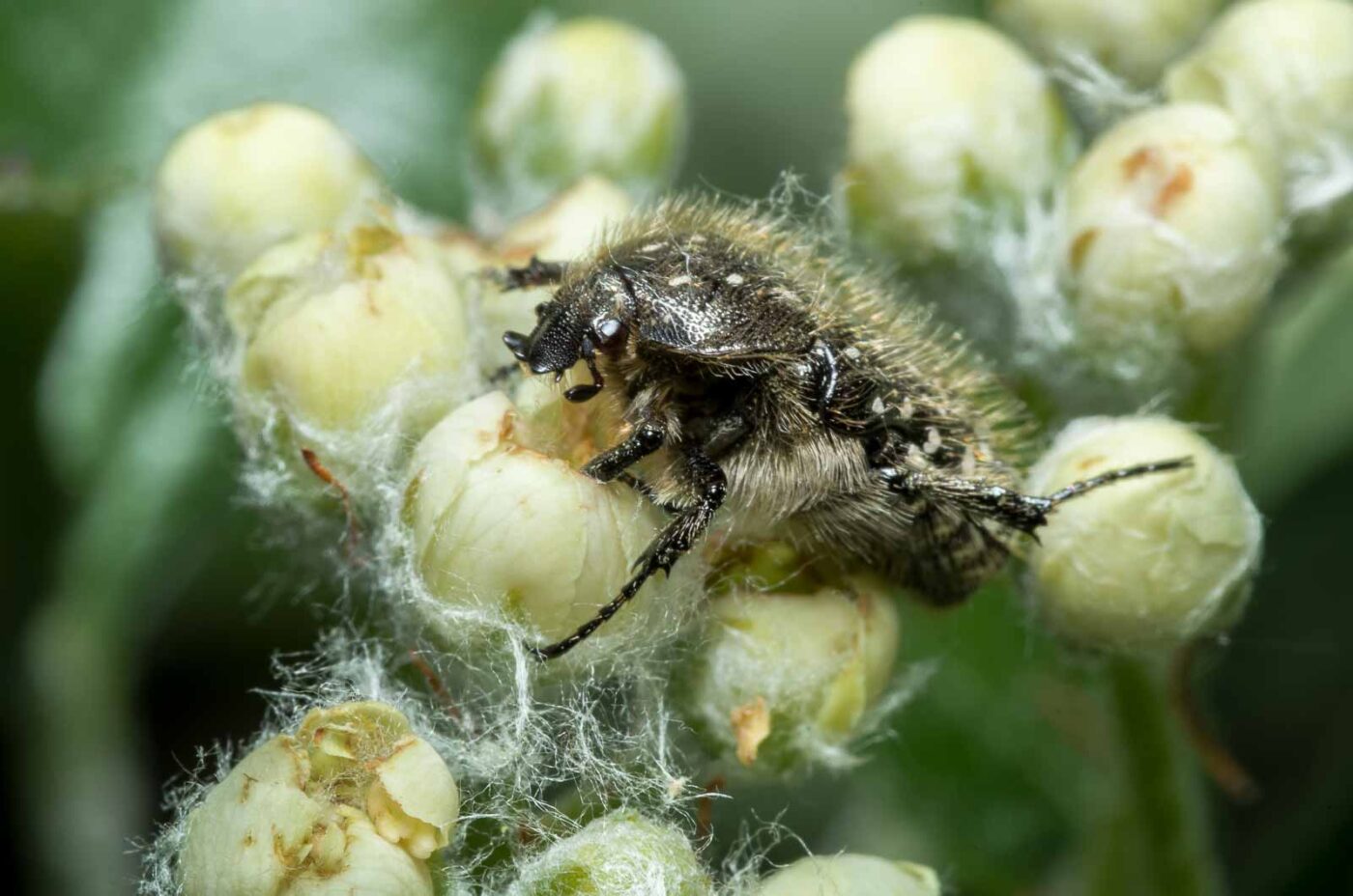 2020-05-07 - NSG Hürfeldhalde Dorsten