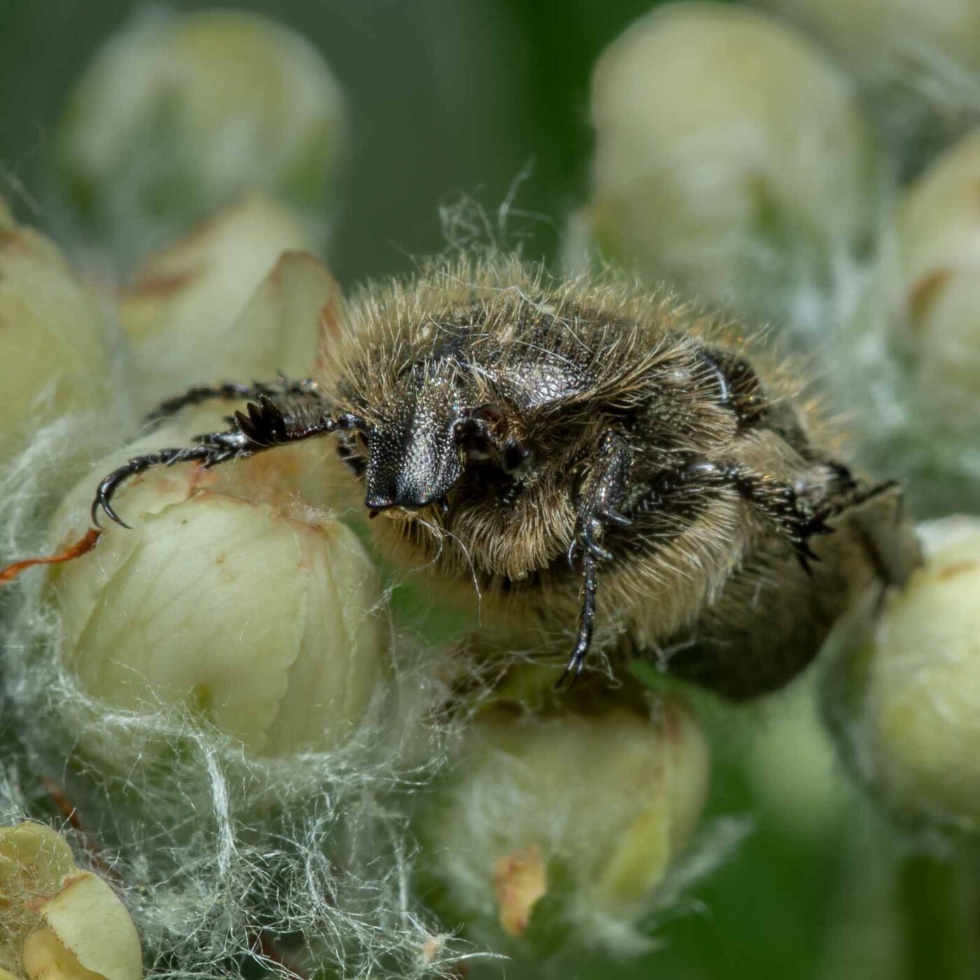 2020-05-07 - NSG Hürfeldhalde Dorsten