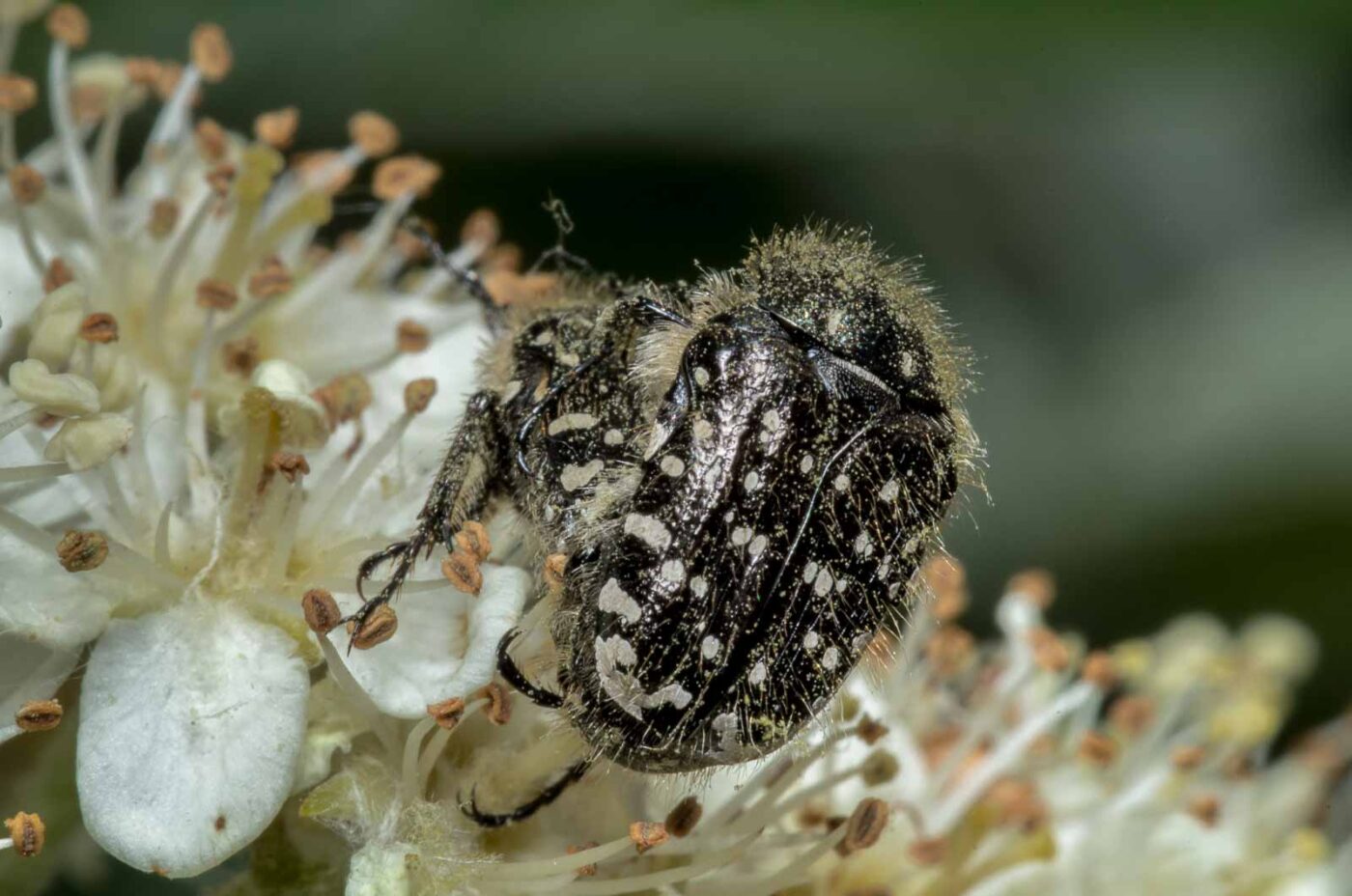 2020-05-07 - NSG Hürfeldhalde Dorsten