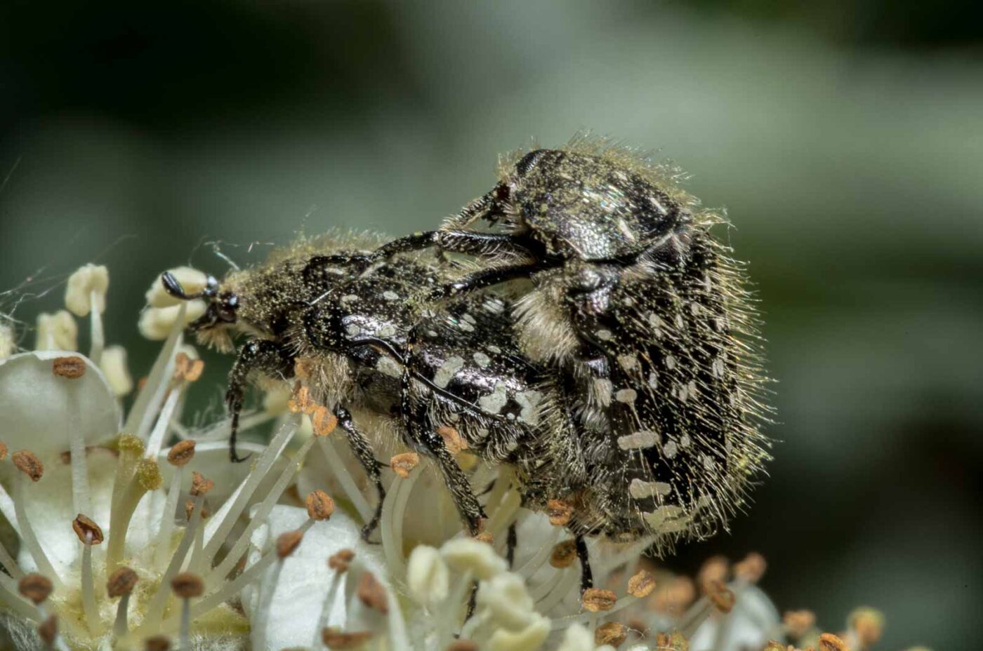 2020-05-07 - NSG Hürfeldhalde Dorsten