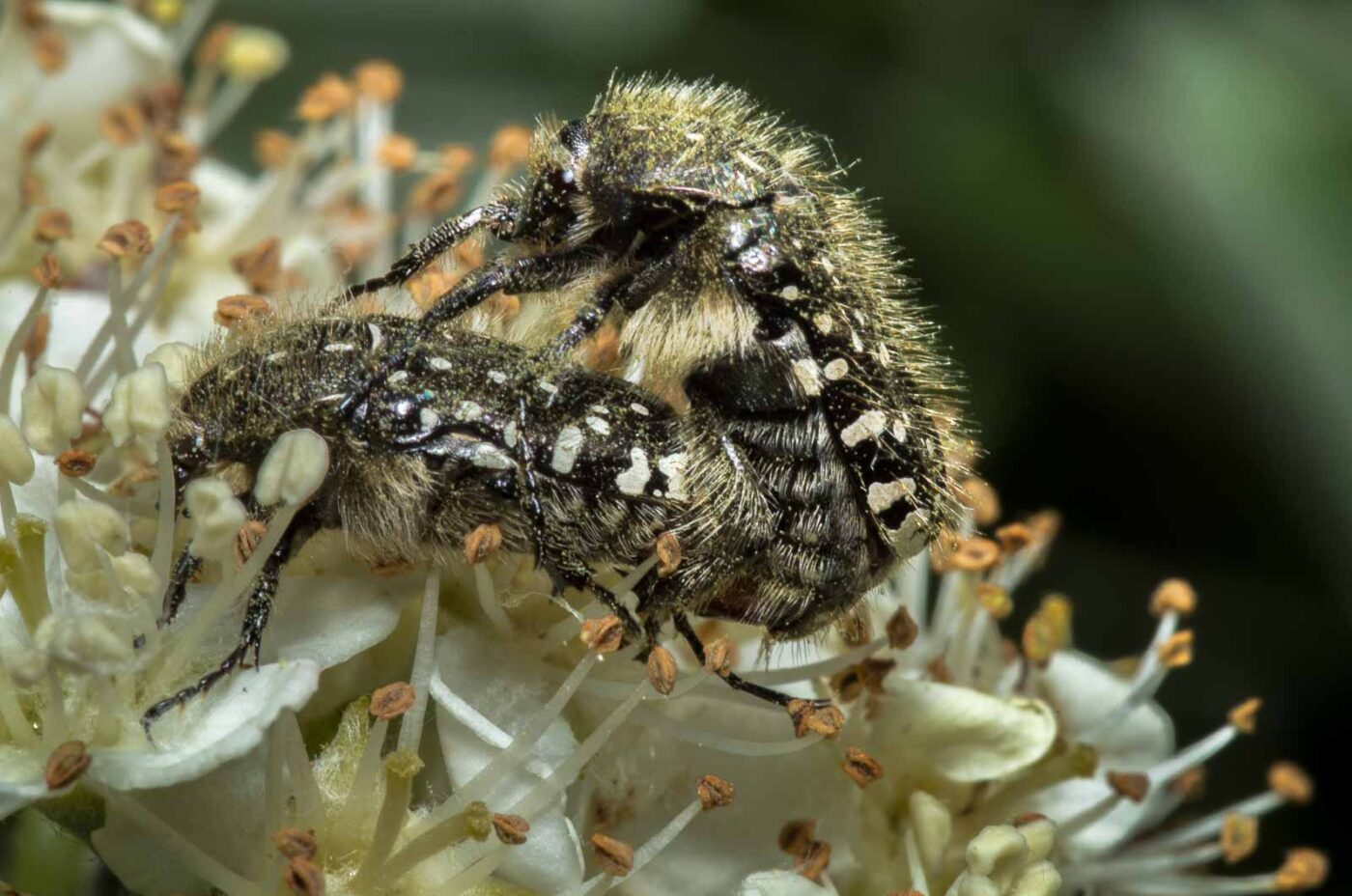 2020-05-07 - NSG Hürfeldhalde Dorsten