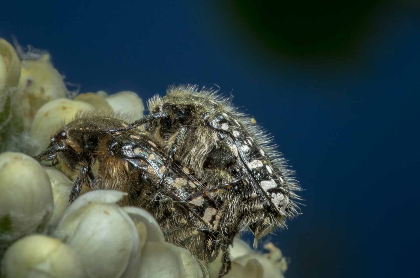 2020-05-07 - NSG Hürfeldhalde Dorsten