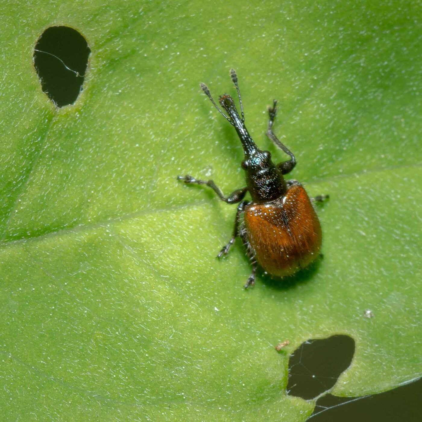 2020-05-07 - NSG Hürfeldhalde Dorsten