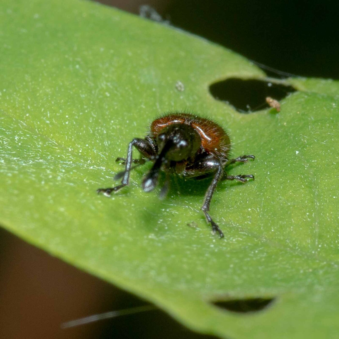 2020-05-07 - NSG Hürfeldhalde Dorsten