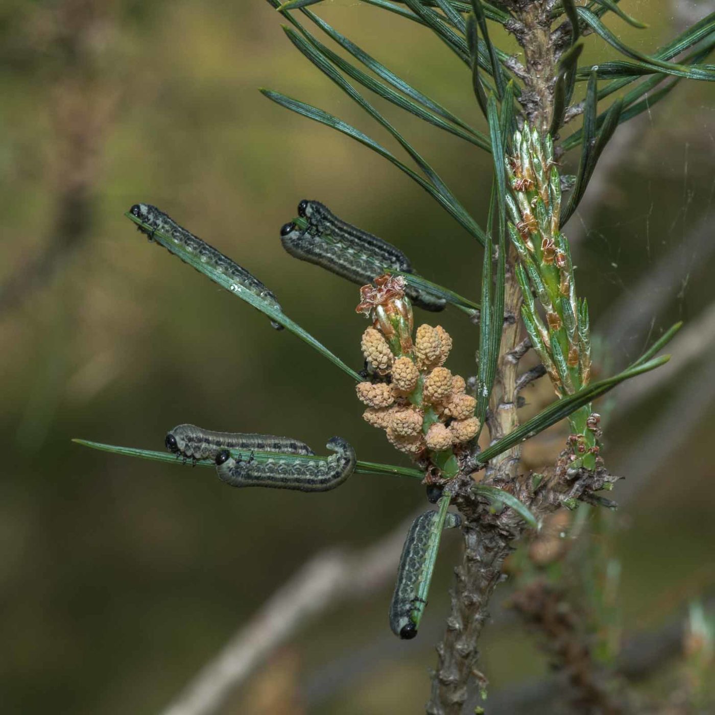 2020-05-07 - NSG Hürfeldhalde Dorsten