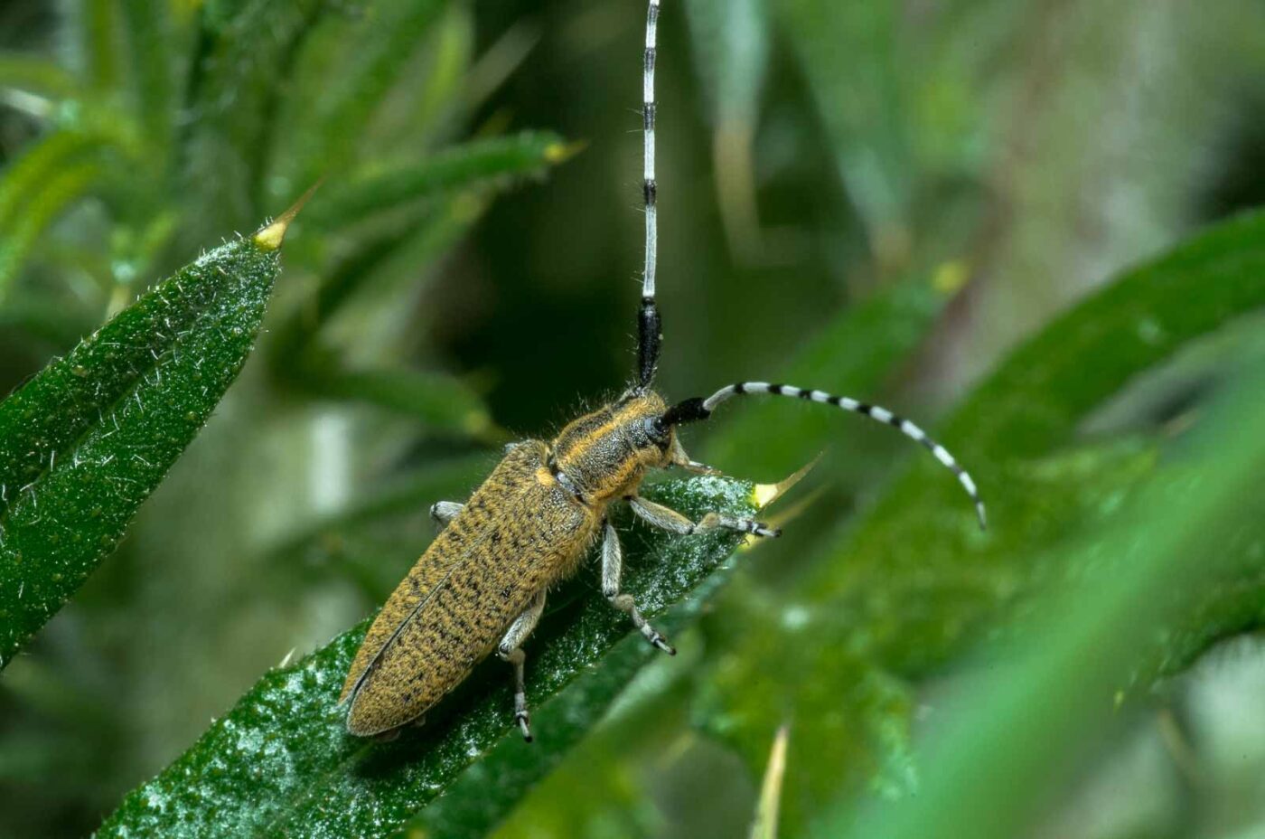 2020-05-07 - NSG Hürfeldhalde Dorsten