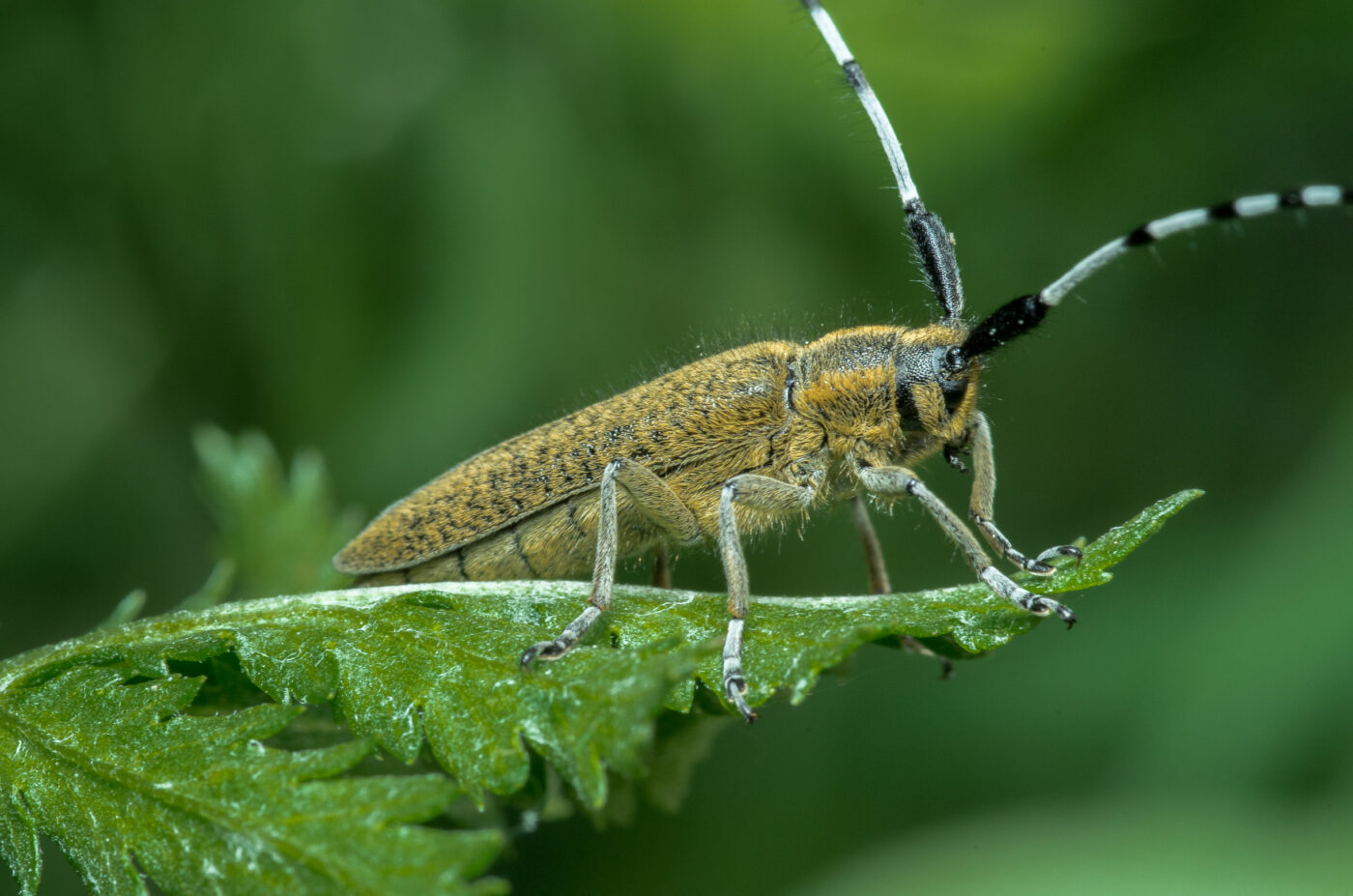 2020-05-07 - NSG Hürfeldhalde Dorsten