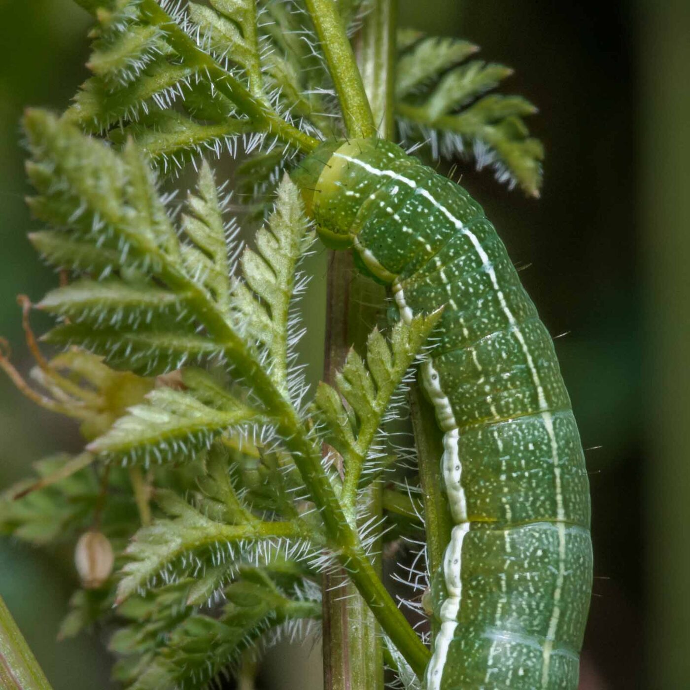 2020-05-07 - NSG Hürfeldhalde Dorsten