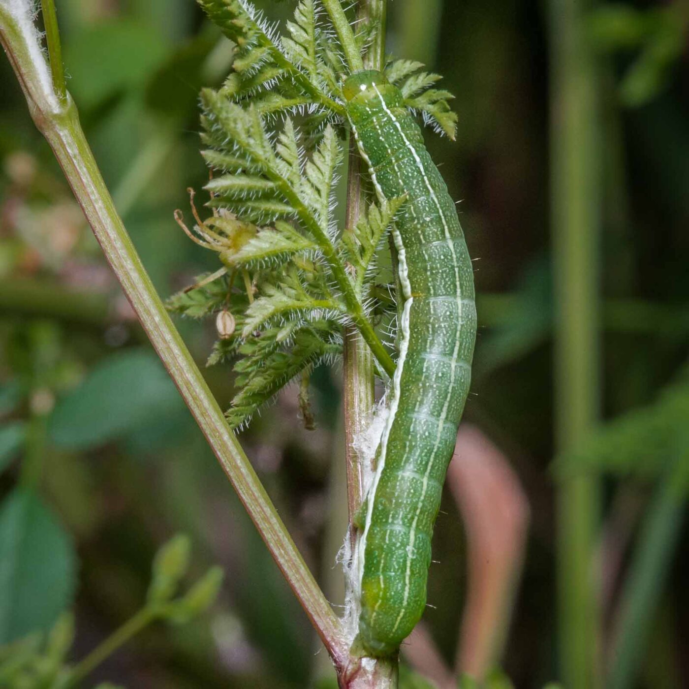 2020-05-07 - NSG Hürfeldhalde Dorsten
