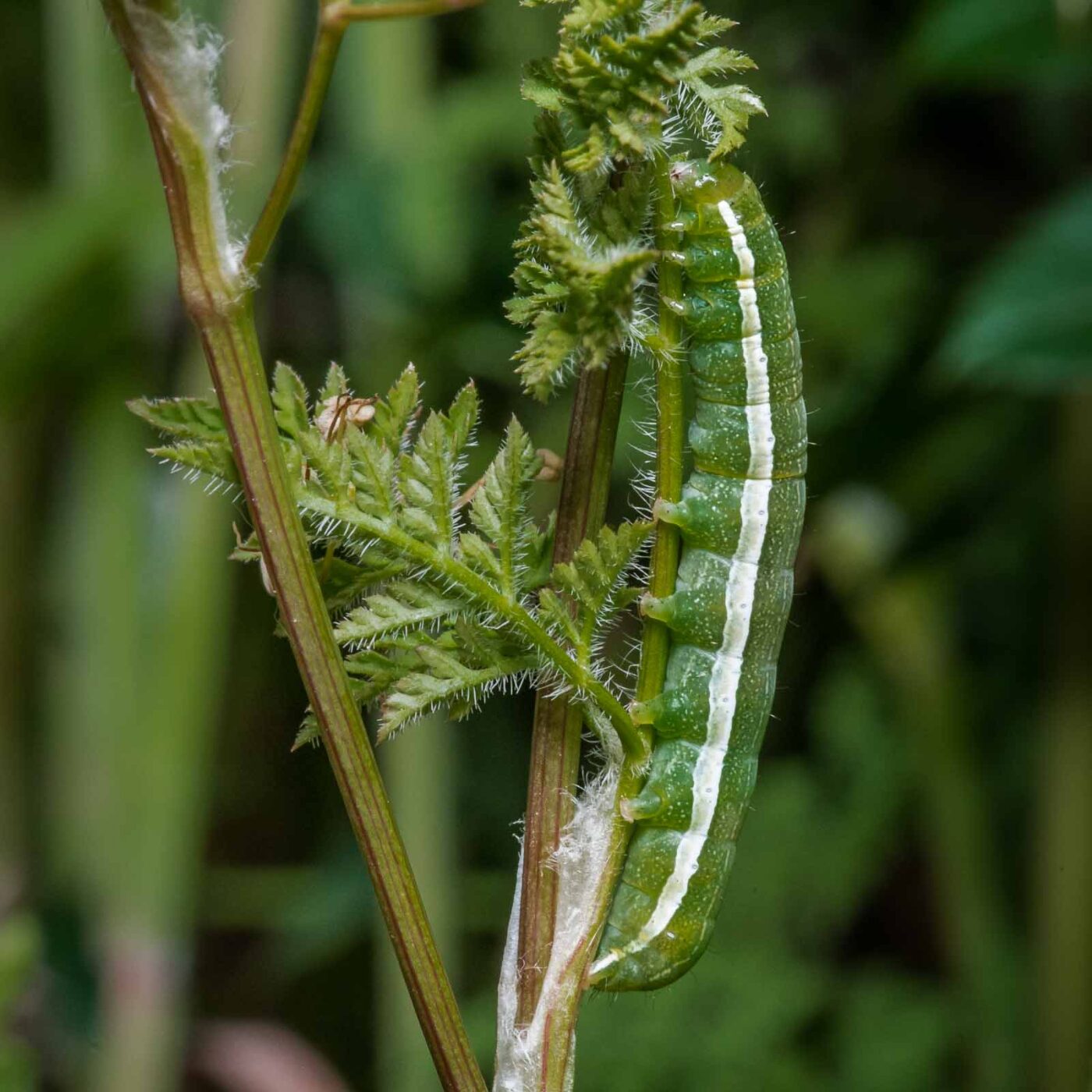2020-05-07 - NSG Hürfeldhalde Dorsten