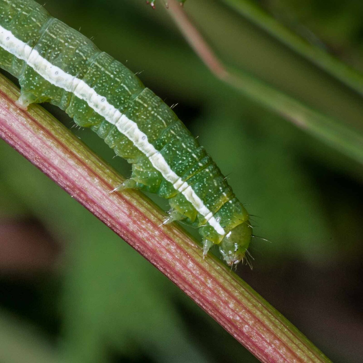 2020-05-07 - NSG Hürfeldhalde Dorsten