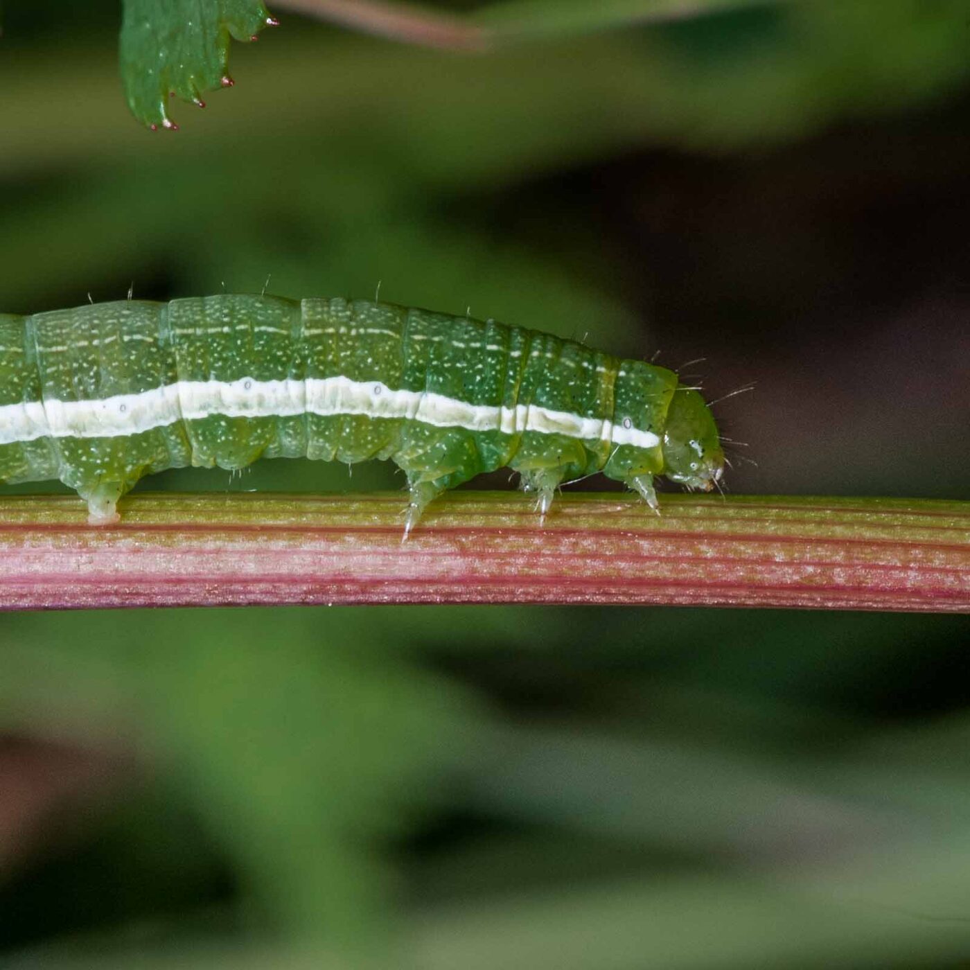 2020-05-07 - NSG Hürfeldhalde Dorsten