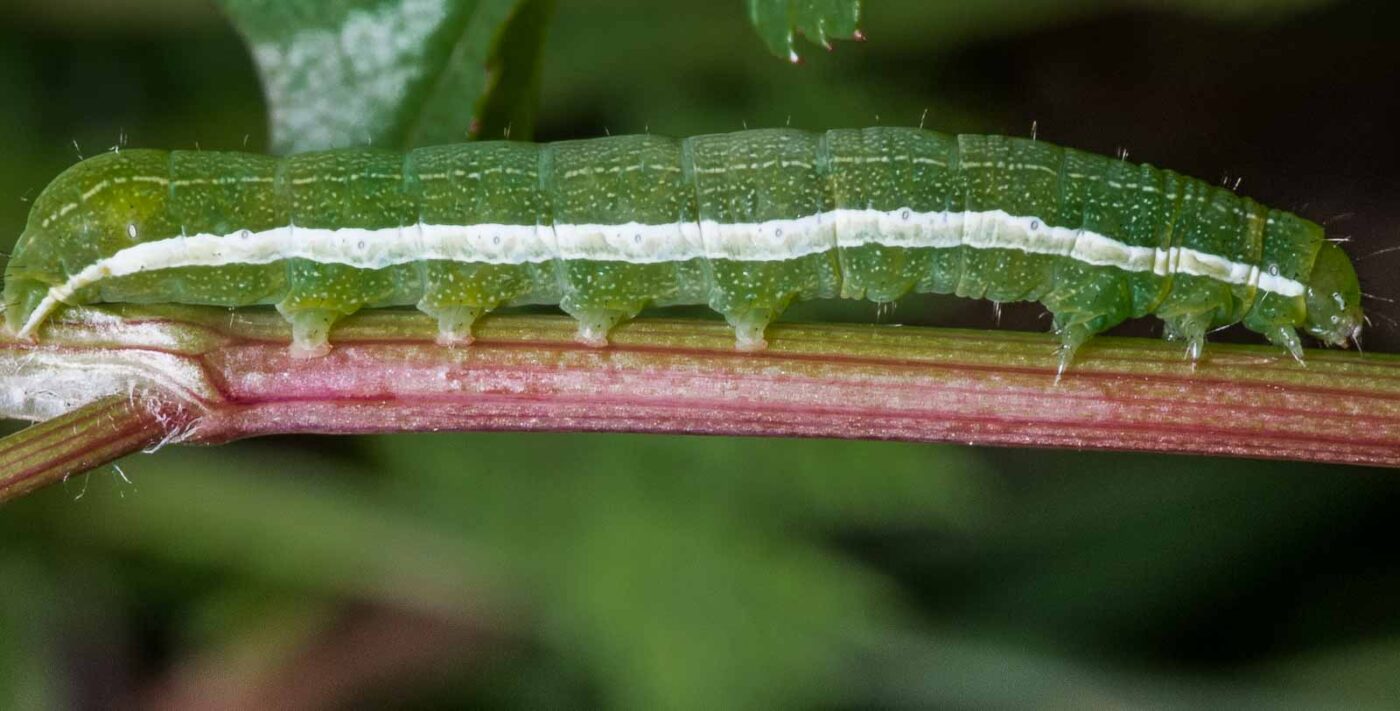 2020-05-07 - NSG Hürfeldhalde Dorsten