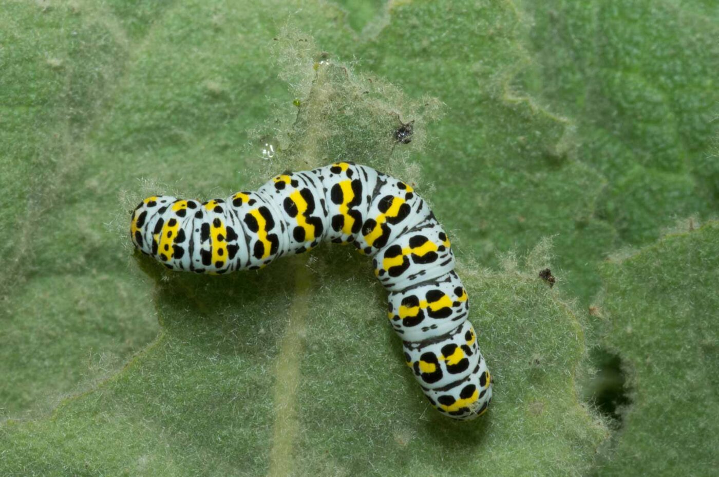 2020-05-07 - NSG Hürfeldhalde Dorsten