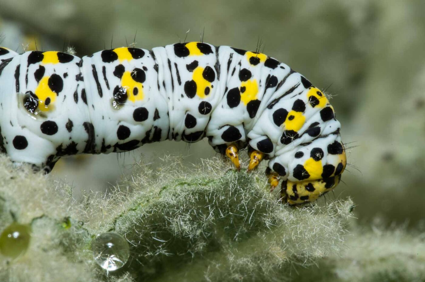 2020-05-07 - NSG Hürfeldhalde Dorsten