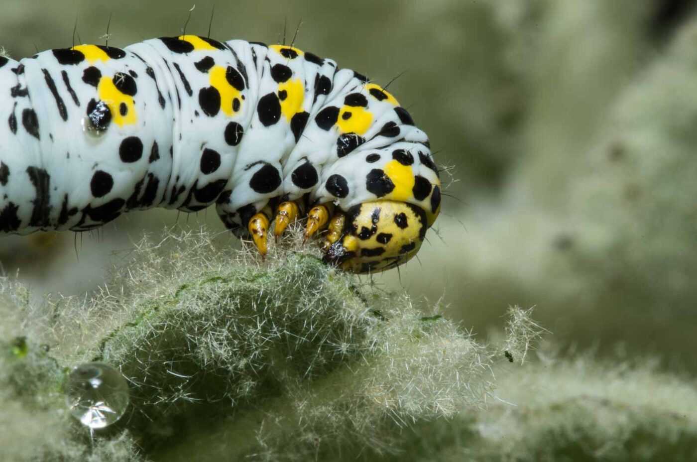 2020-05-07 - NSG Hürfeldhalde Dorsten