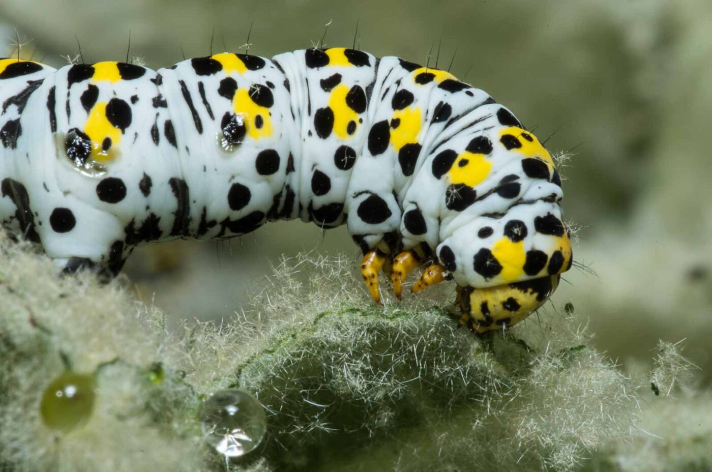 2020-05-07 - NSG Hürfeldhalde Dorsten