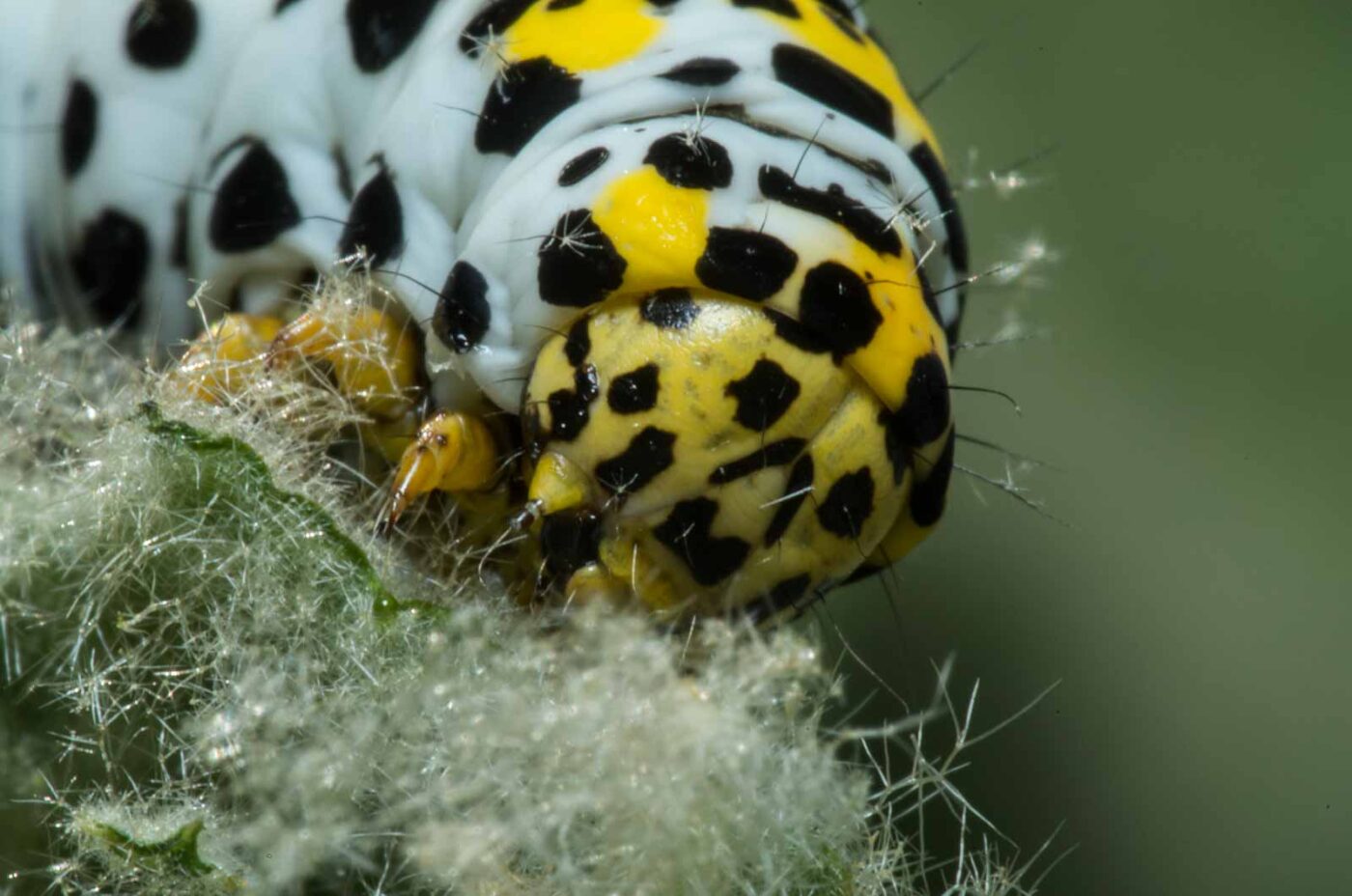 2020-05-07 - NSG Hürfeldhalde Dorsten