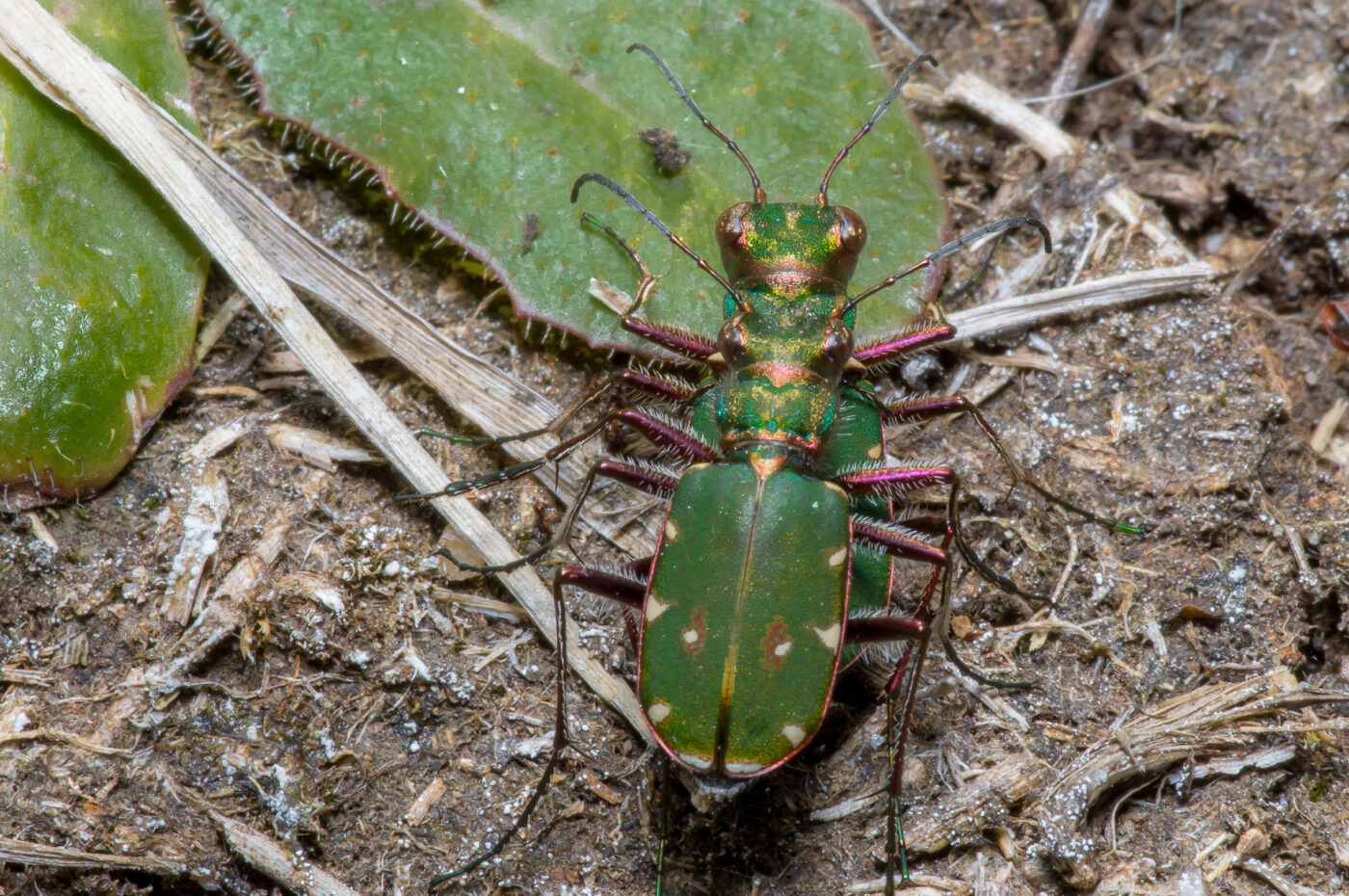 2020-05-07 - NSG Hürfeldhalde Dorsten