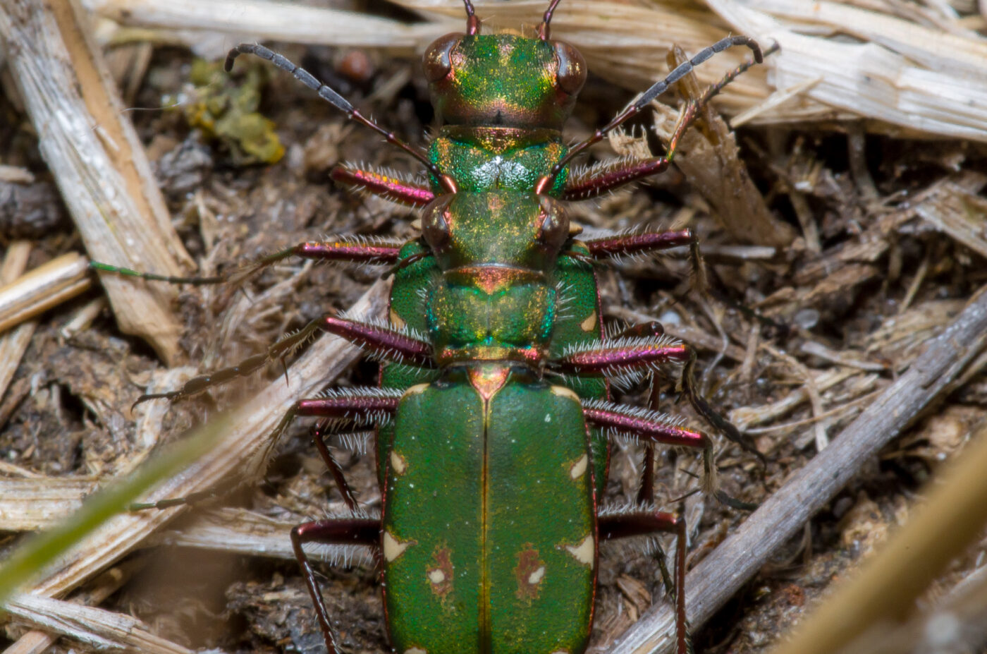 2020-05-07 - NSG Hürfeldhalde Dorsten