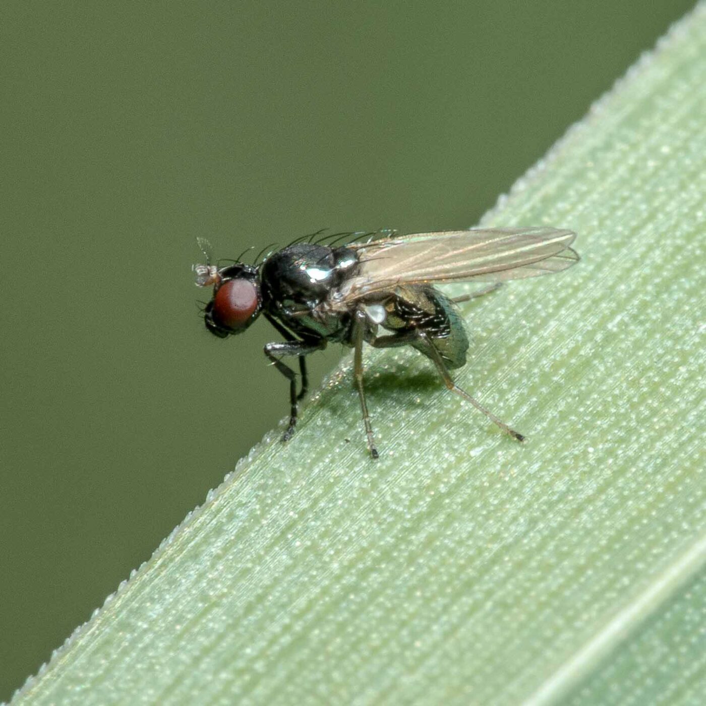 2020-05-07 - NSG Hürfeldhalde Dorsten