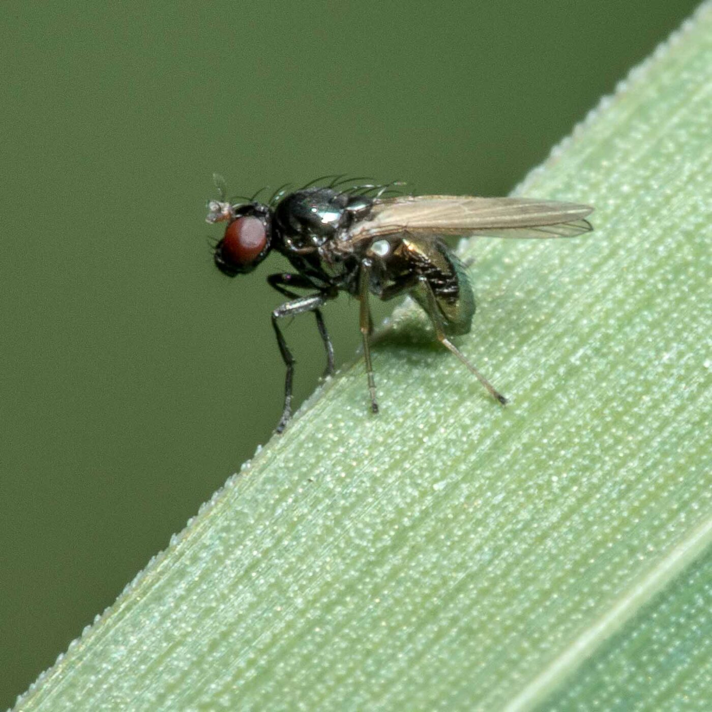 2020-05-07 - NSG Hürfeldhalde Dorsten