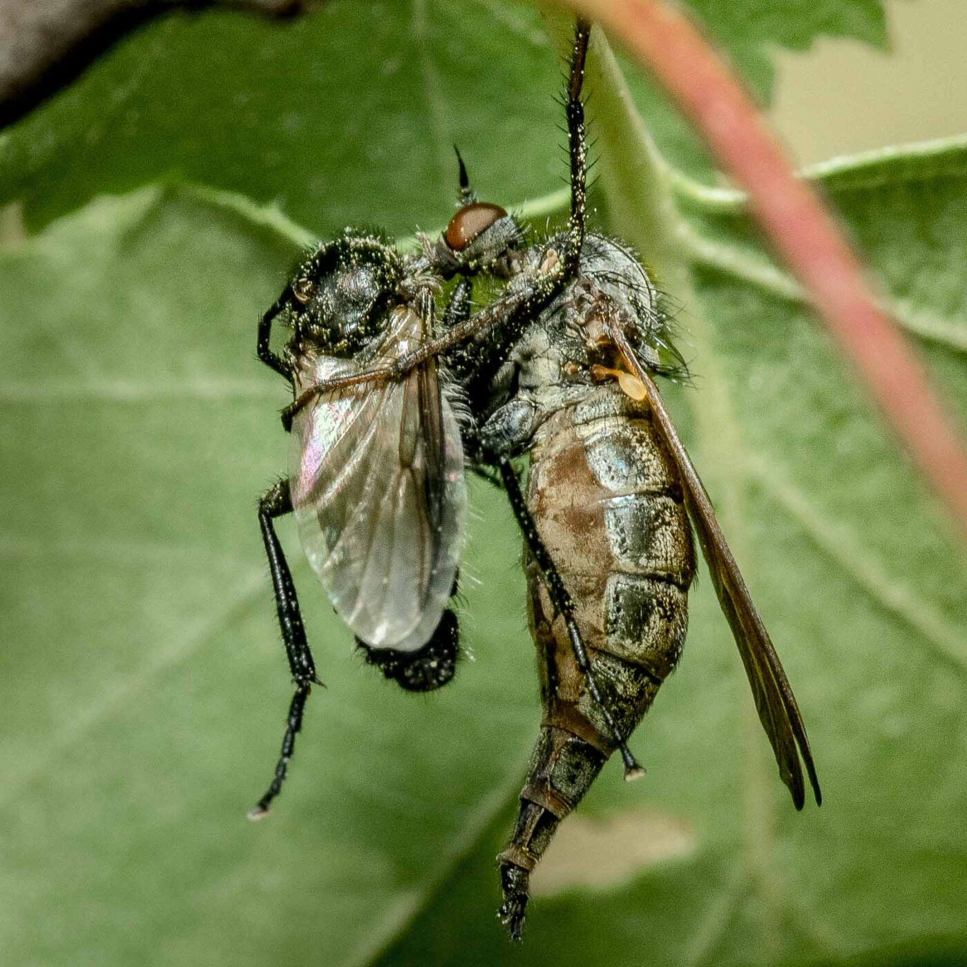 2020-05-07 - NSG Hürfeldhalde Dorsten