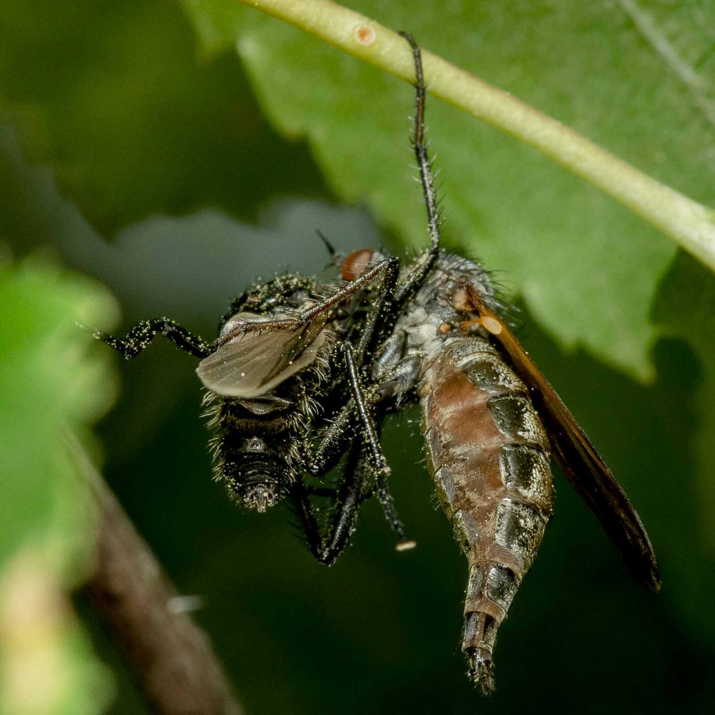 2020-05-07 - NSG Hürfeldhalde Dorsten
