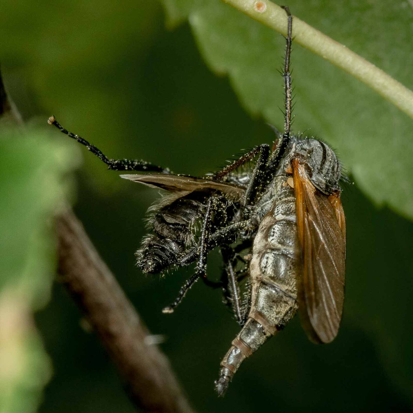 2020-05-07 - NSG Hürfeldhalde Dorsten