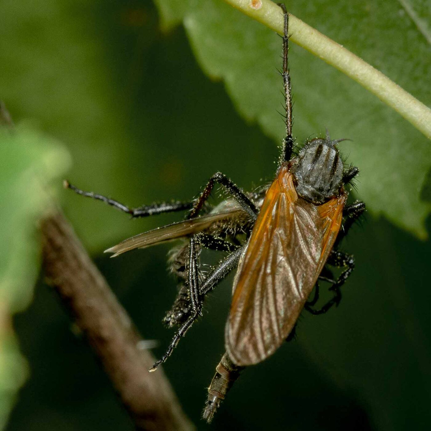 2020-05-07 - NSG Hürfeldhalde Dorsten