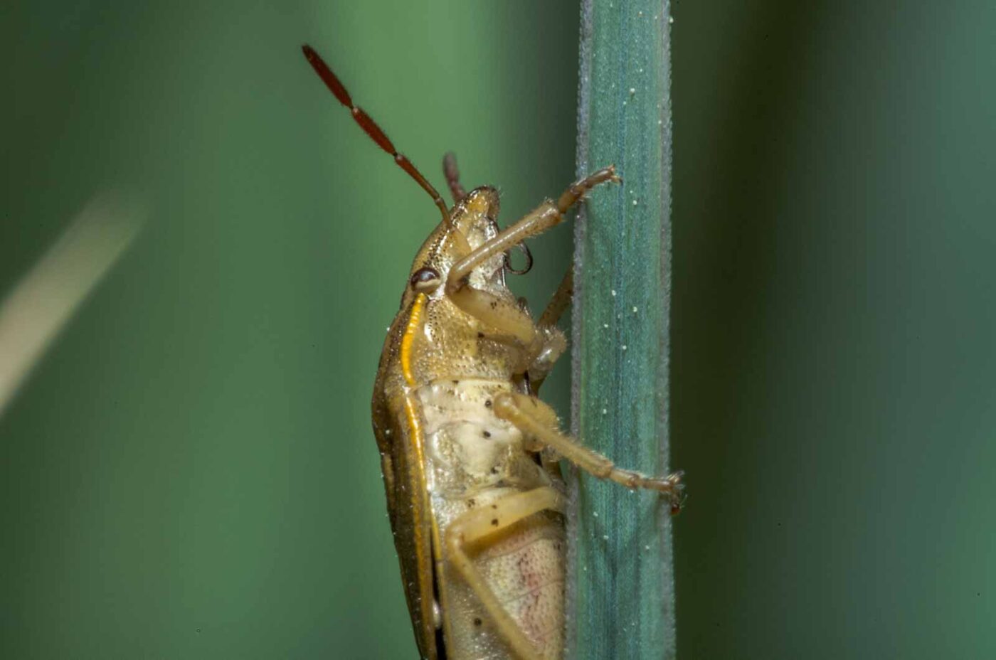2020-05-07 - NSG Hürfeldhalde Dorsten
