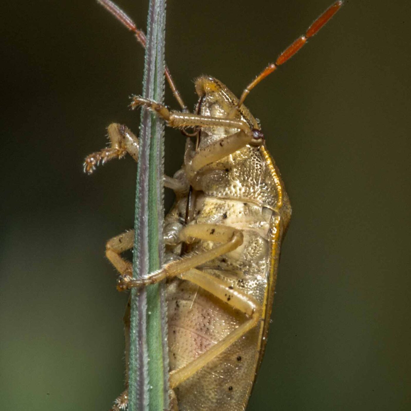 2020-05-07 - NSG Hürfeldhalde Dorsten
