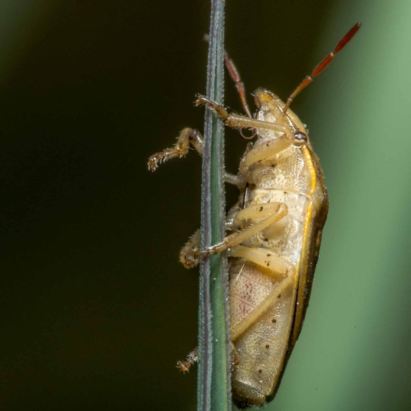 2020-05-07 - NSG Hürfeldhalde Dorsten