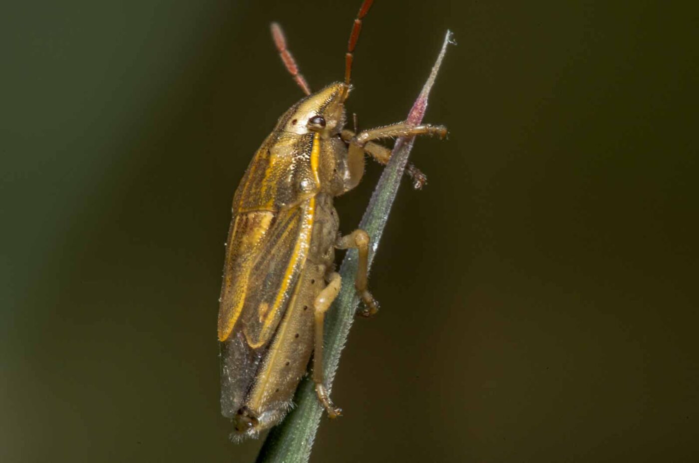 2020-05-07 - NSG Hürfeldhalde Dorsten