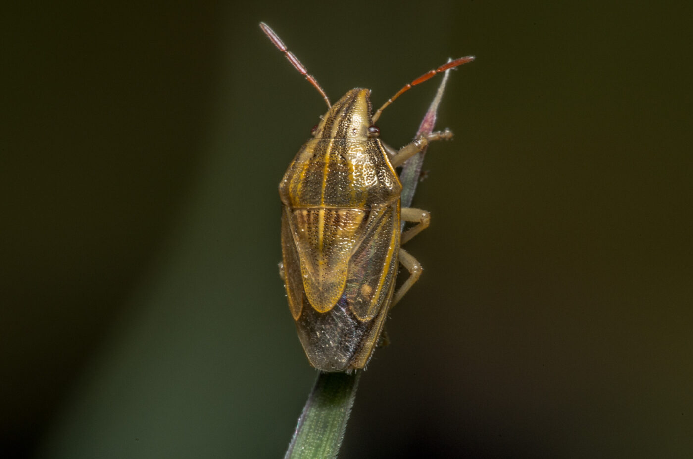 2020-05-07 - NSG Hürfeldhalde Dorsten